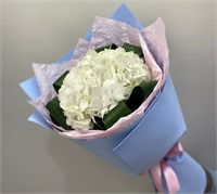 Королевская гортензия 2828