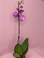 Орхидея - фото 4720
